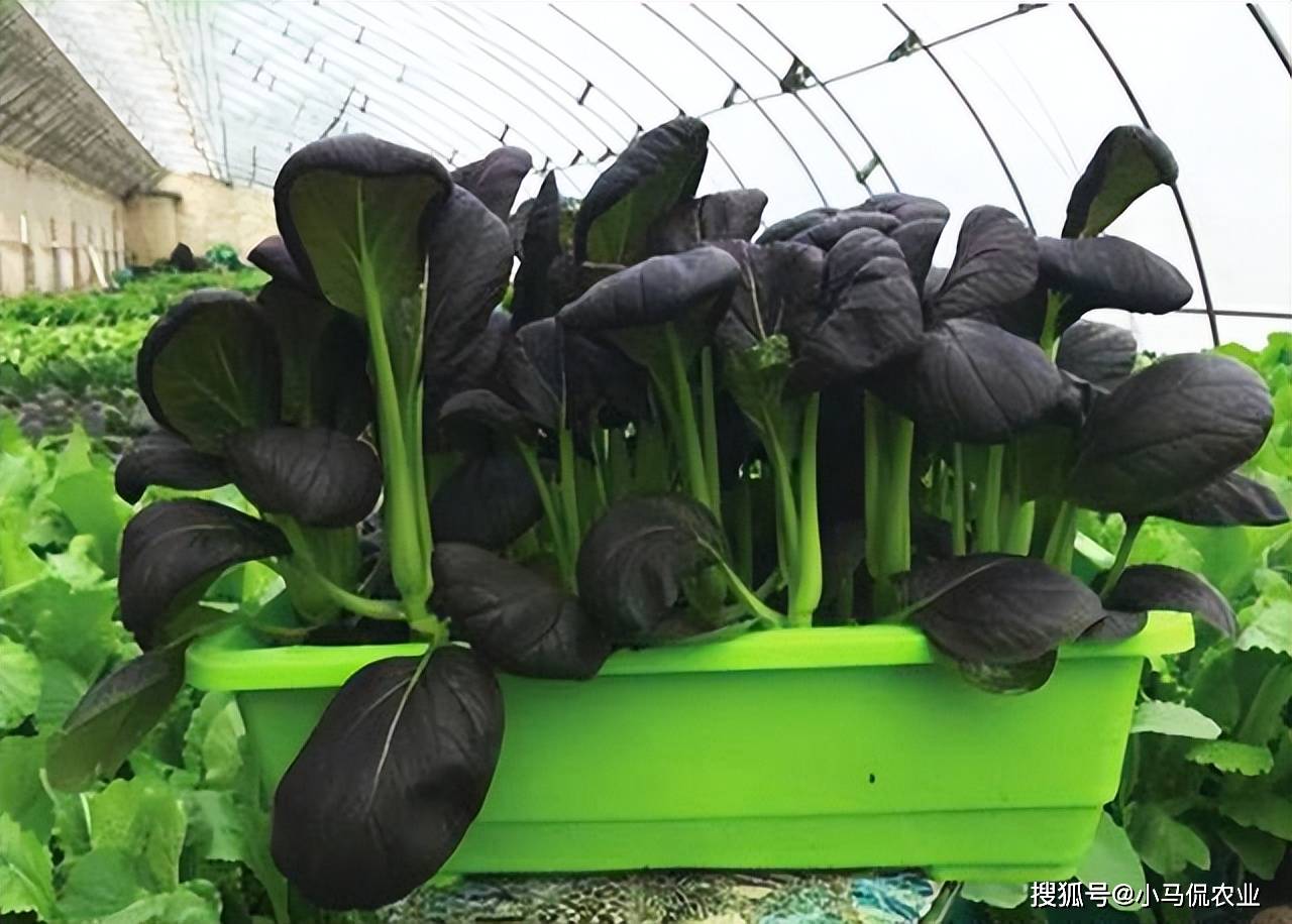 德州美女盆栽活体蔬菜一盒14棵售价15元,送货上门存活7天,新鲜_李秀