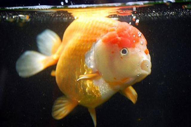 金鱼吐泡泡表情包图片