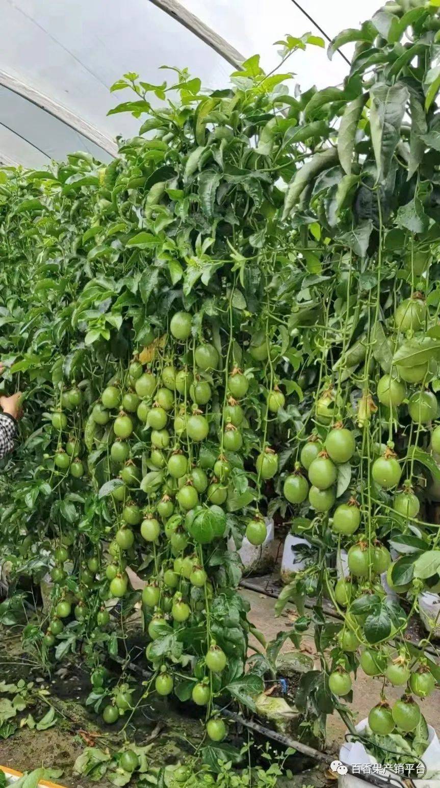 天天下雨,百香果花期遇雨太难了,未来大棚种植才是出路?
