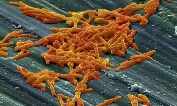 原创养鱼学堂硝化细菌的自白