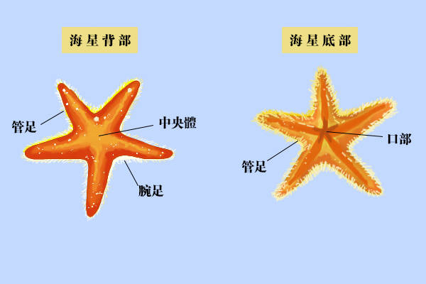 海星种类名称图片图片