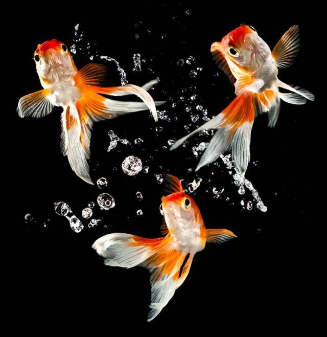 原创鱼病防治金鱼在水面吐泡泡的原因分析