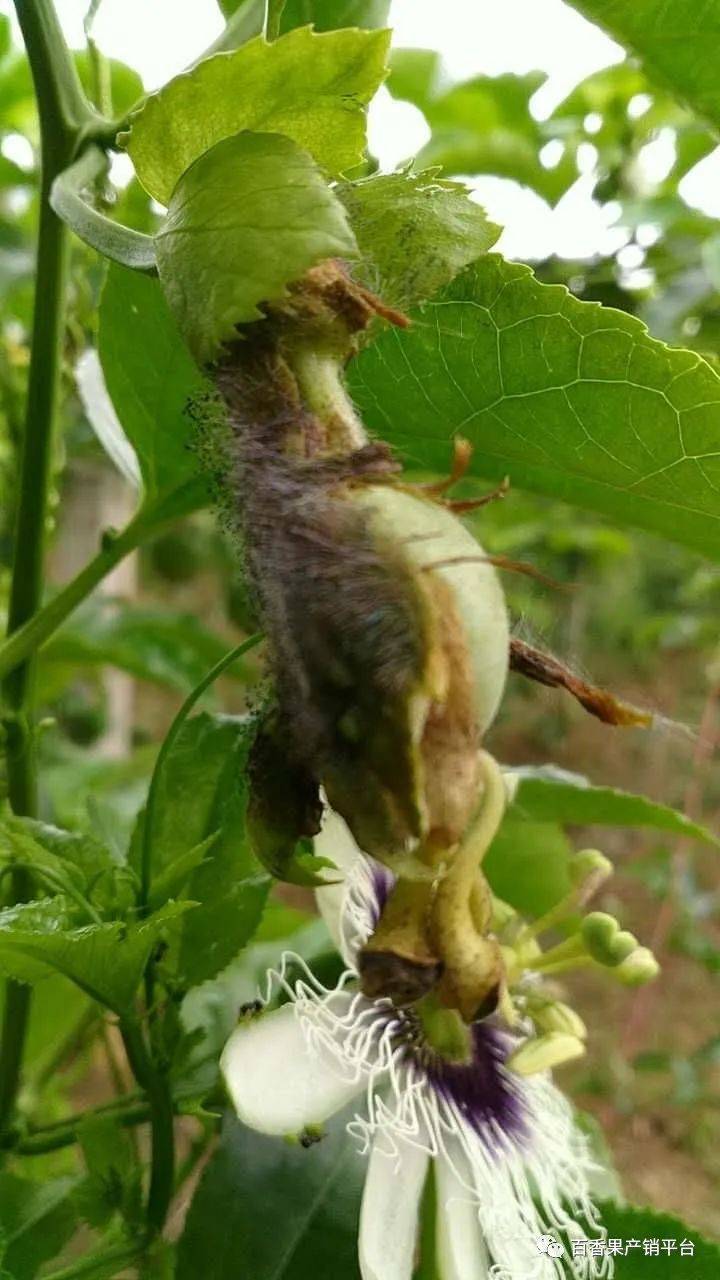 百香果各种病害会爆发,灰霉病会导致落花落果,主蔓果可能会受疫病影响