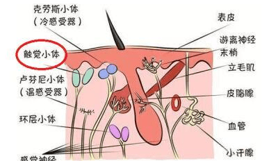 触觉结构图片