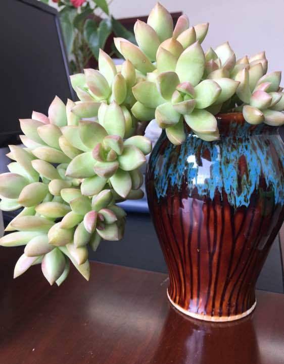 你给它多大的盆,它就能长多大的个,而且大盆养的黄丽爆盆速度非常快