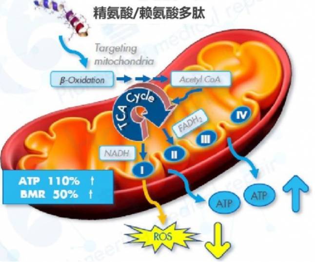 生物学研究认为线粒体是细胞进行有氧呼吸的场所,在有氧呼吸的过程中