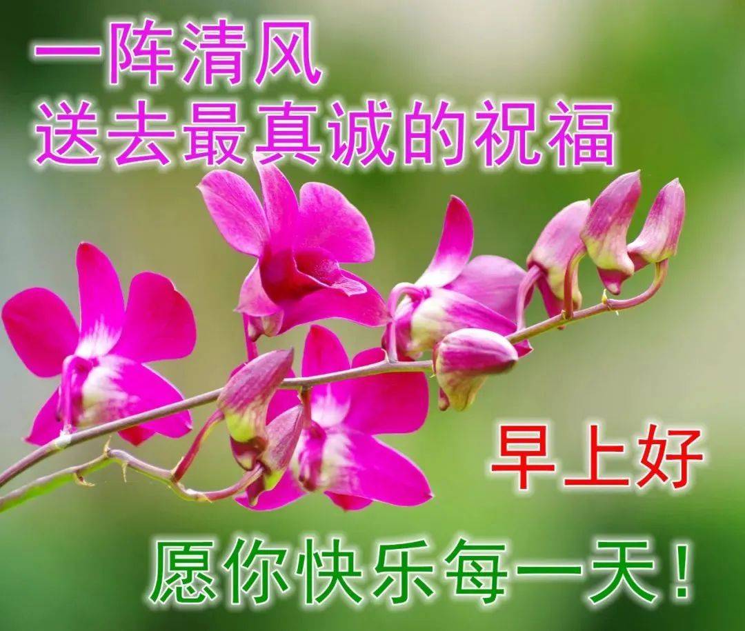 8张创意最美早上好动态图片带字和鲜花免打字夏日早安问候语配动态