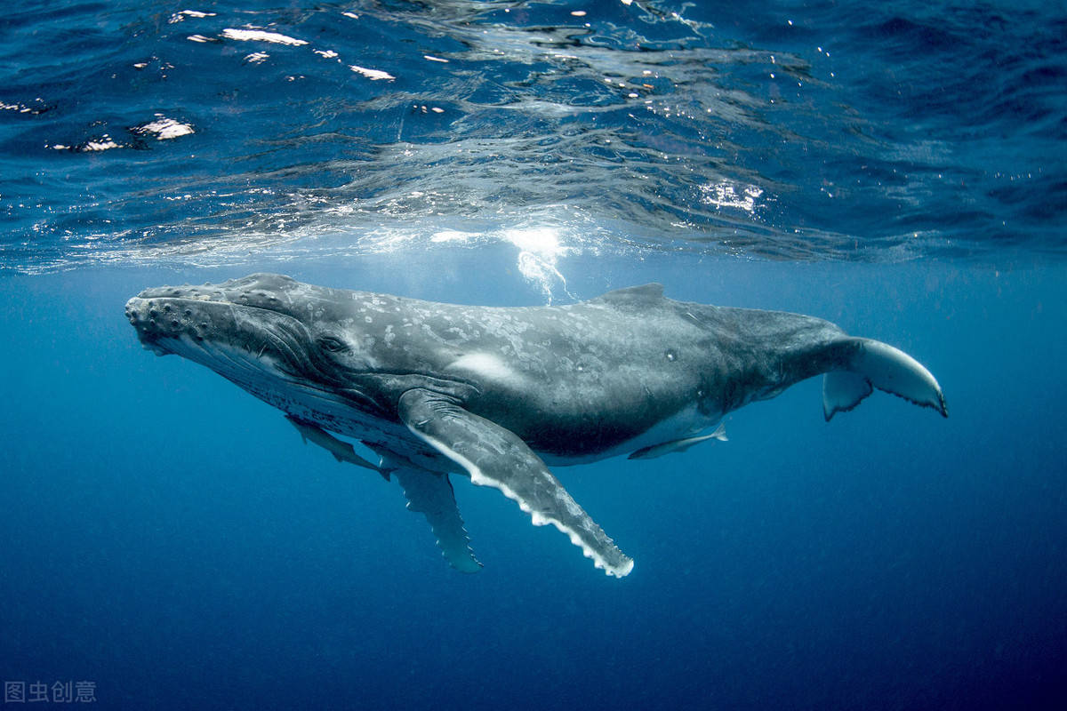原创鲸鱼发出52赫兹叫声与同伴格格不入孤独感真实存在