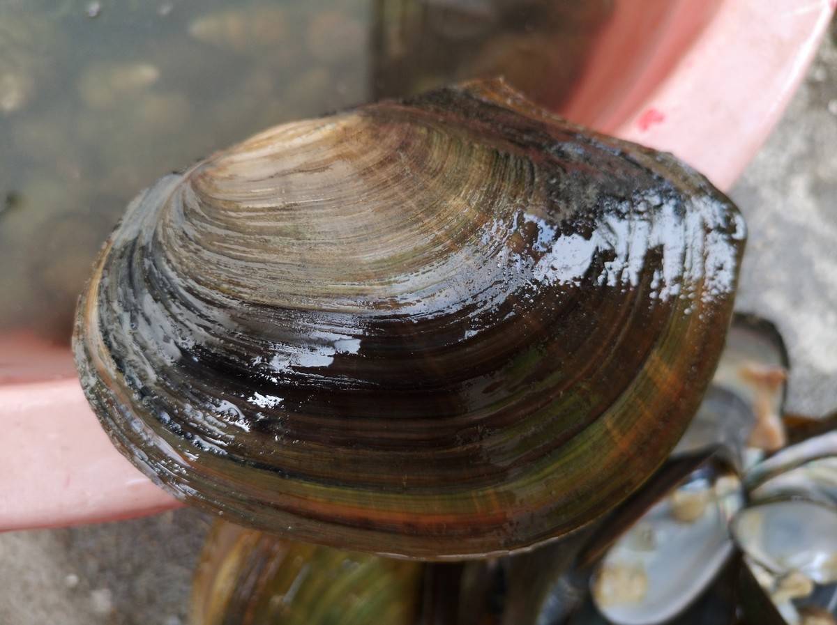 河蚌在我们这又被叫作河蛤蜊,是一种很普通的贝壳类水生动物,生活在