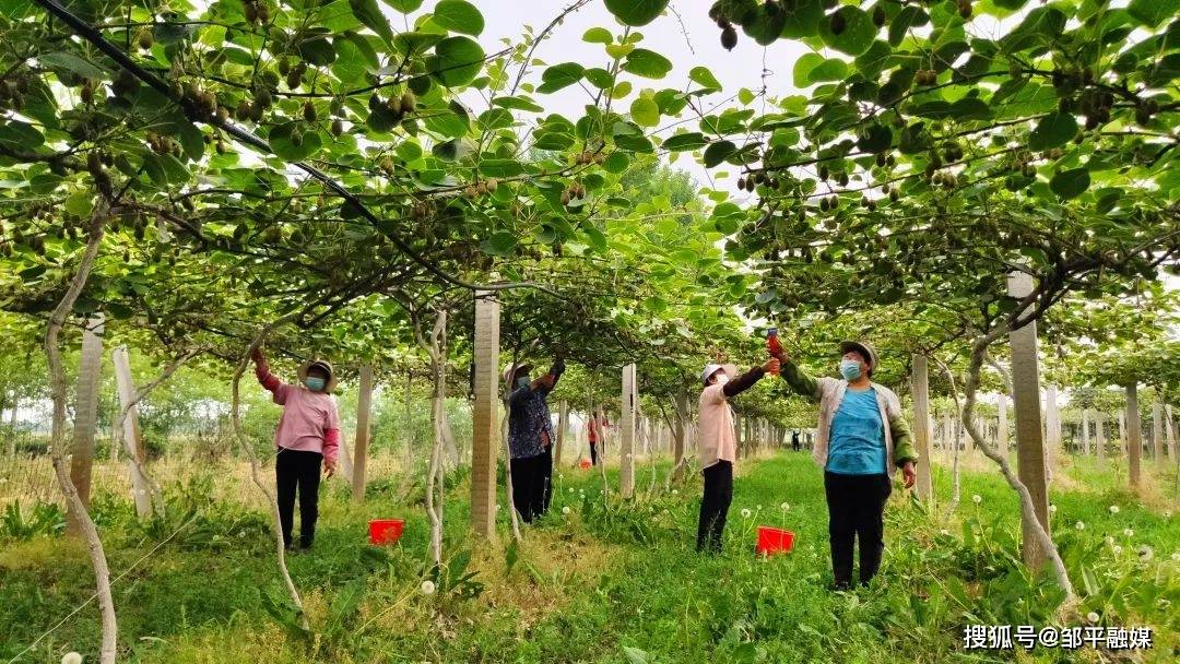 邹平市魏桥镇： 特色农业助推乡村振兴“加速跑”