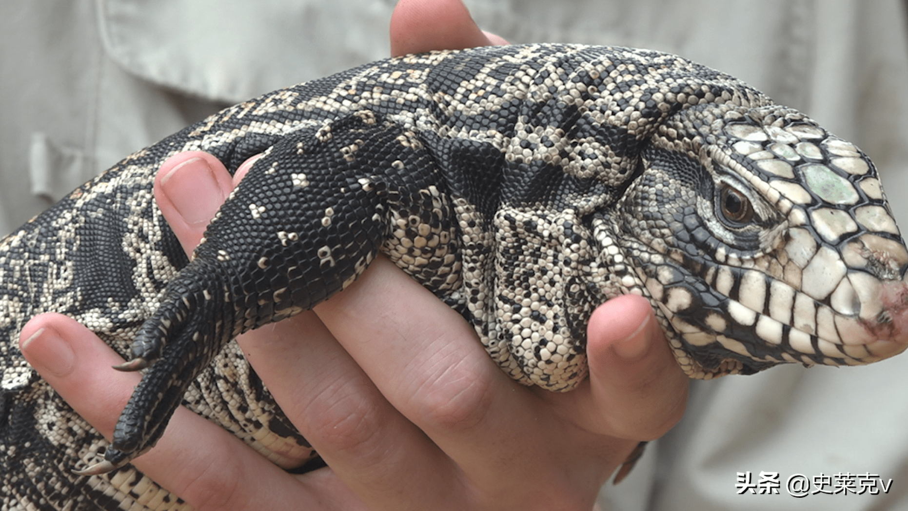 原创巨型特古蜥蜴入侵佐治亚州和佛罗里达州南部处于危险之中