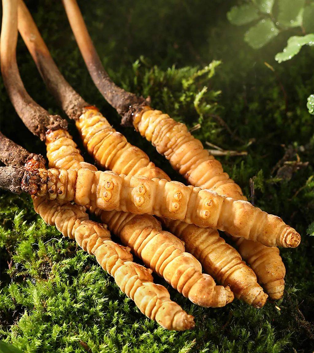 雪域高原营养直通车_冬虫夏草_虫子_因为