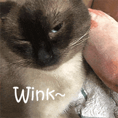 暹罗猫表情包一只图片