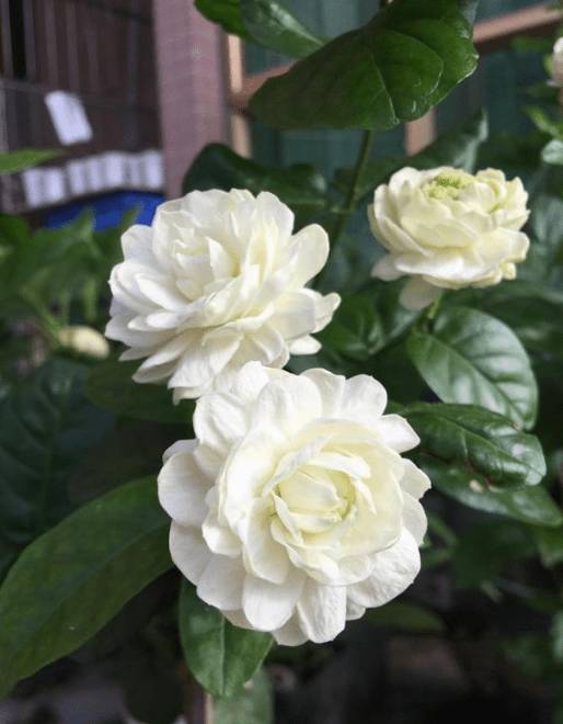 原创虎头茉莉优秀的盆栽茉莉花花大美丽芬芳馥郁多季节开花