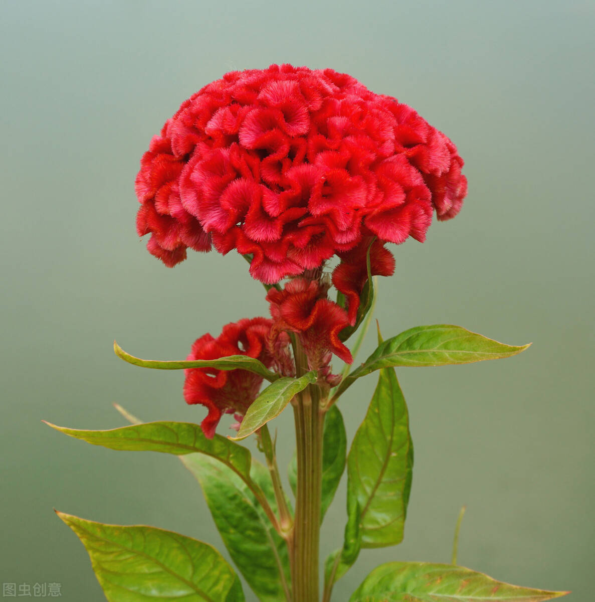 開花像雞冠,撒一把種子開花十年,庭院懶人花卉推薦_種植_公雞_院子