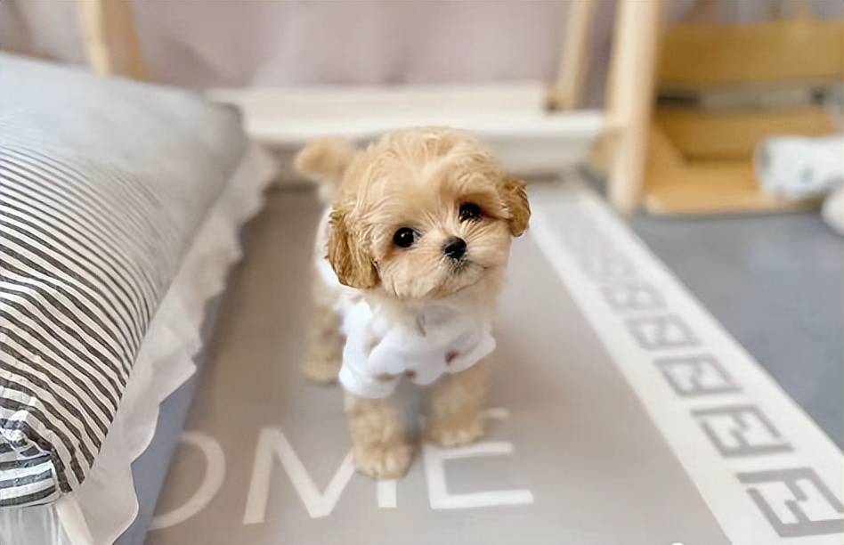 有颜值有智商,很难不爱_马尔济斯_泰迪_狗狗