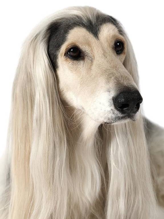 智商排名79位的狗,靠这一点成为上流社会的宠儿_狗狗_猎犬_干细胞