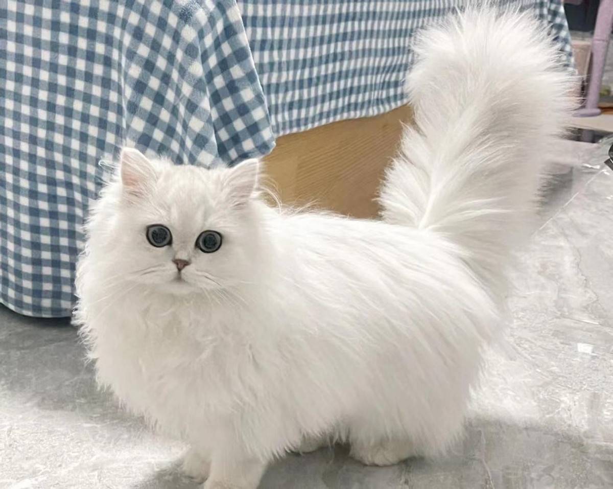 新手养猫盘点一下好养的猫有哪些