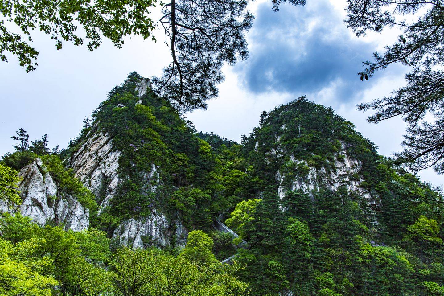 鲁山县平沟杜鹃岭图片