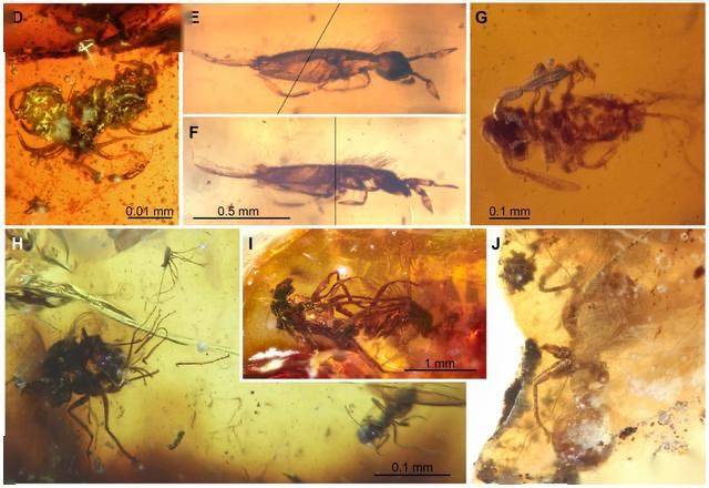 世界上最尷尬的事,莫過於交配時變琥珀,4100萬年後還要被圍觀_昆蟲