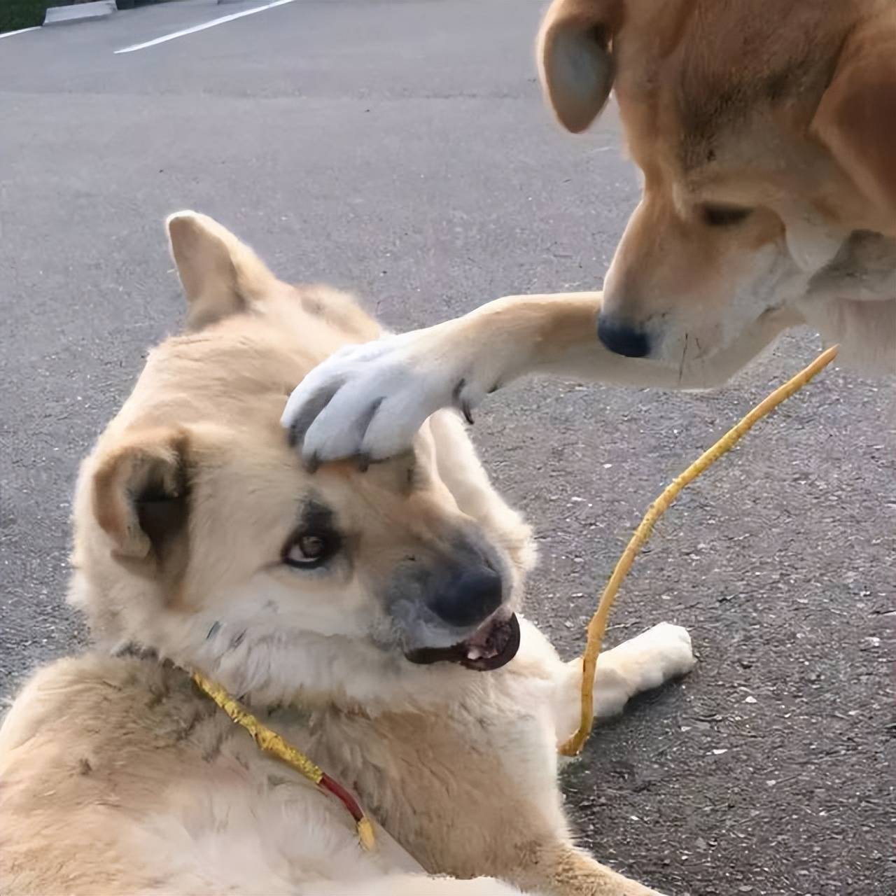 狗头安慰图片