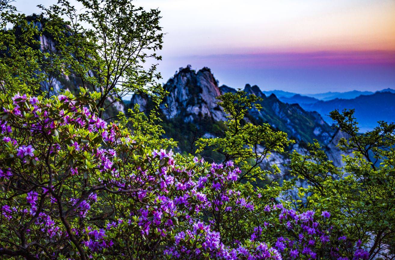 河南尧山:海拔1700米的秀雅杜鹃盛开_景区_鲁山县_平顶山