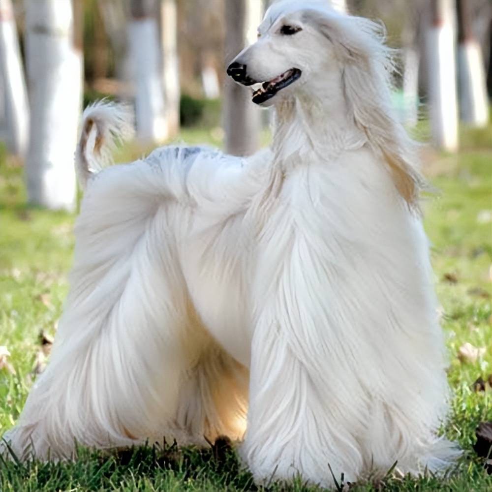 原创高颜值狗排行第一名碾压其他狗你觉得呢