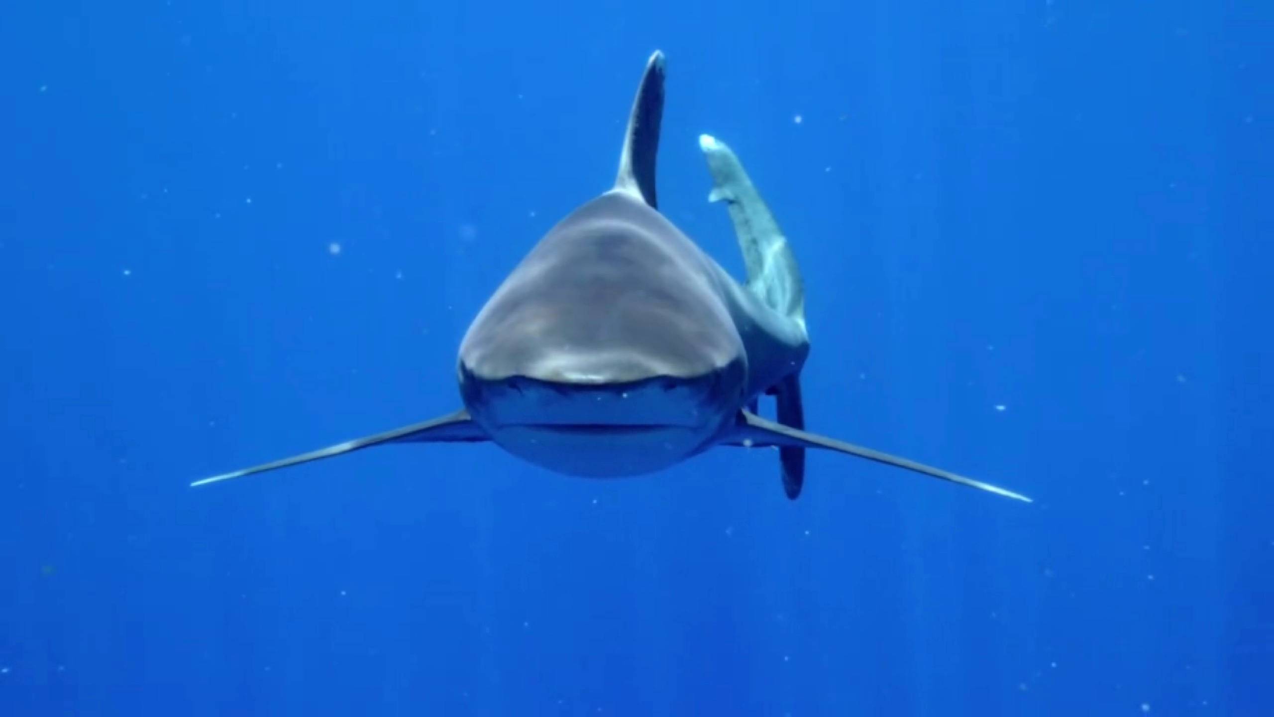 近距离观察鲨鱼之王会怎样虎鲨牙齿锋利能轻易咬碎海龟的外壳