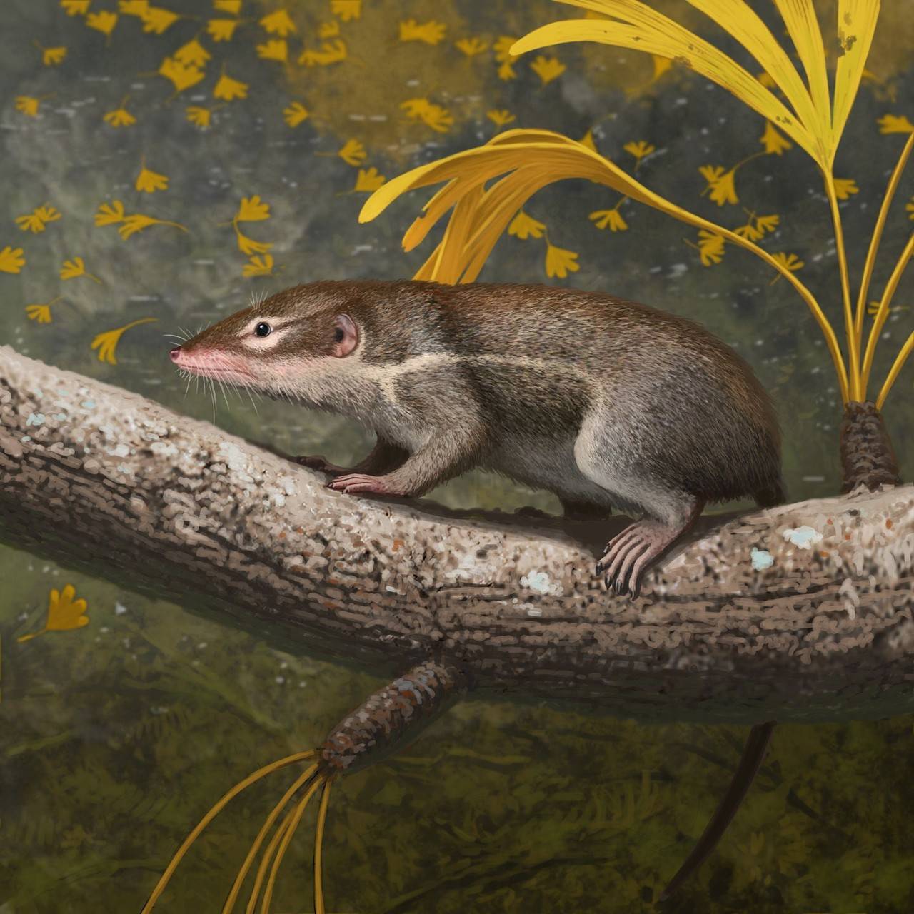 真兽的起源可追溯至侏罗纪晚期的中华侏罗兽,这是一种外貌和大小都