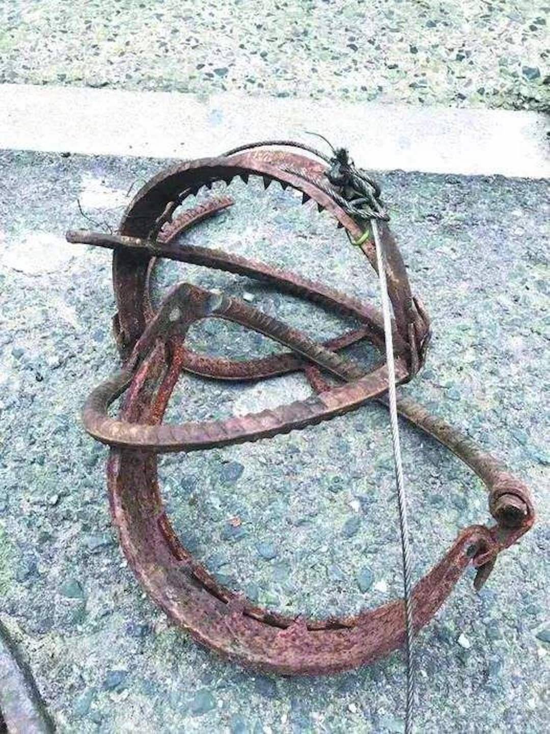 三只老虎被野猪套勒死,一天内致3只老虎死亡的野猪套有多狠?