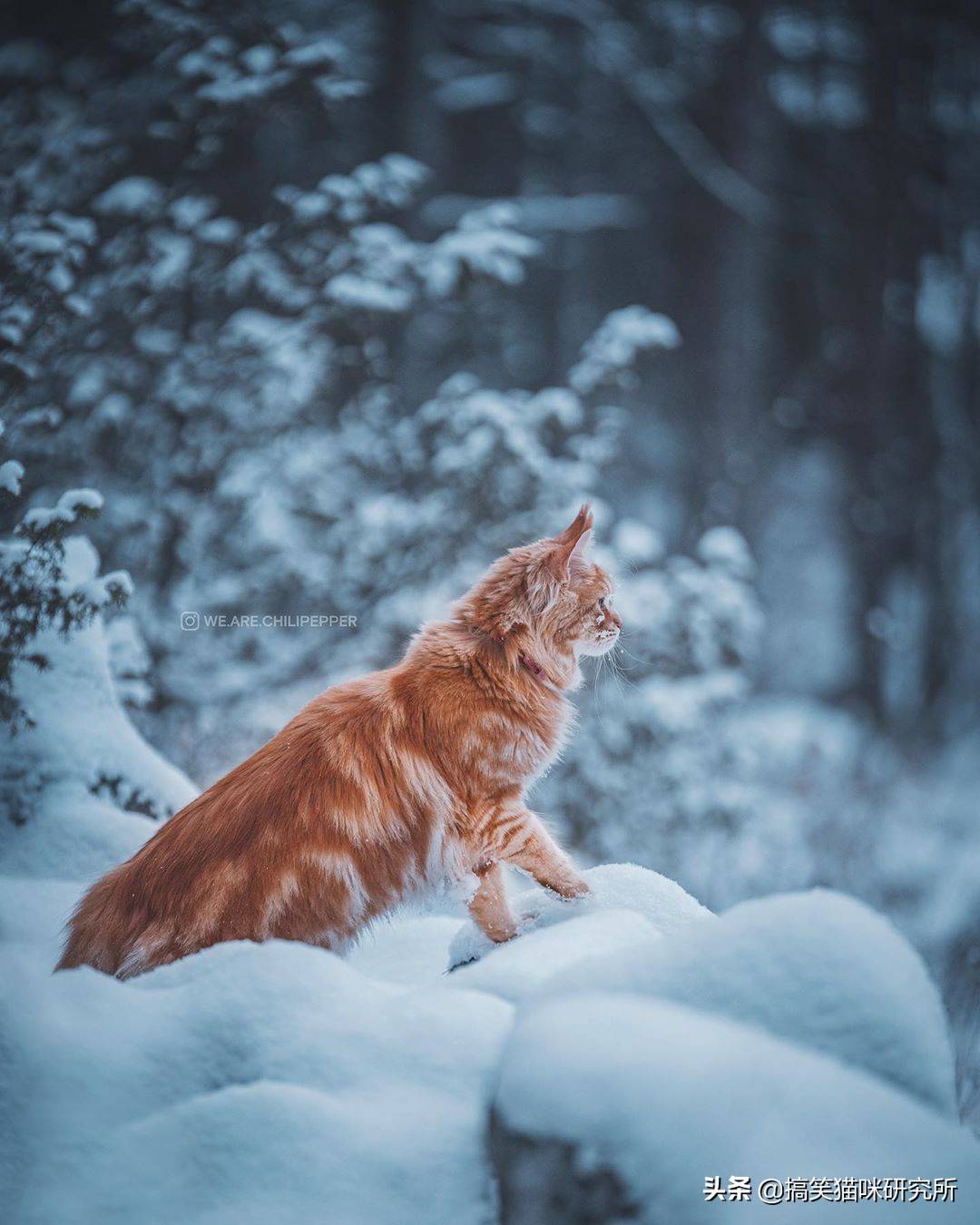 缅因猫雪地图片