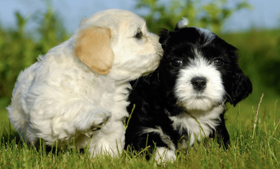 原创养黑狗好还是白狗好这4个对比一目了然