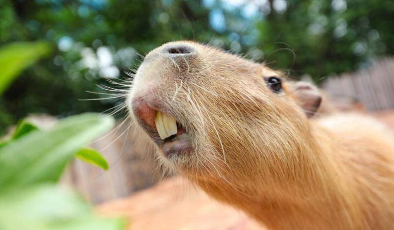 把天敌鳄鱼纳入交际圈万物皆可为友水豚在动物界怎么这么特殊