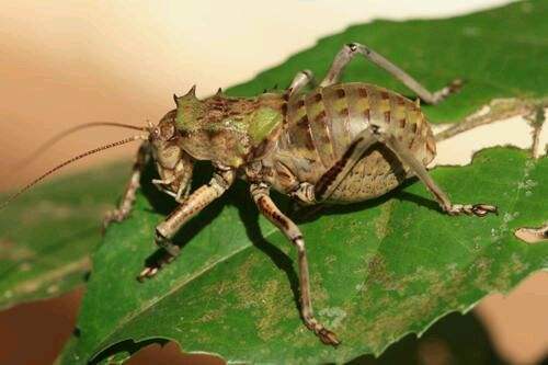 非洲最奇特的蟋蟀，不仅身穿“盔甲”，还是幼鸟的“天敌”