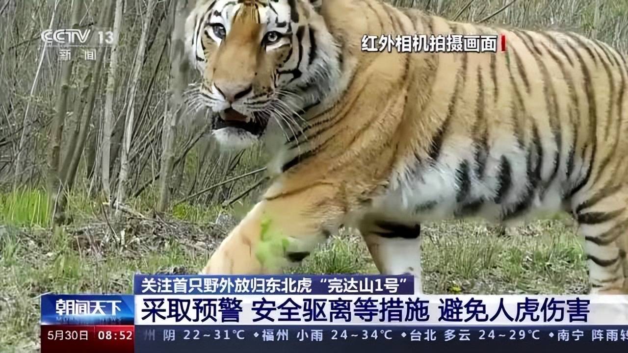 放归野外一年完达山1号现在情况如何