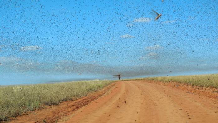 研究的重点是迁徙蝗虫,这是一种分布最广的物种,也是一种可以作为一种
