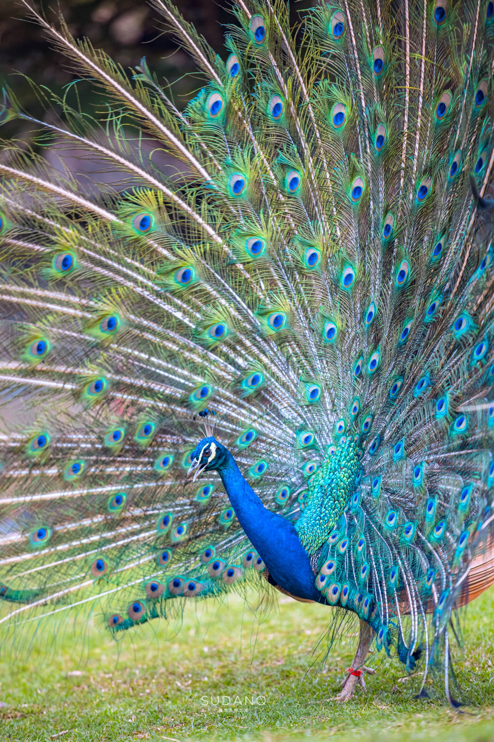 是世界上最可爱的动物之一,深受亲子游喜爱,实在太萌_浣熊_森林_孔雀