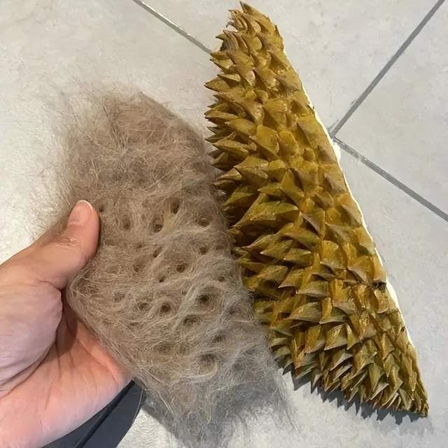 真猫山王榴莲铲屎官拿榴莲壳给猫咪刷毛喵但为什么有股屎味