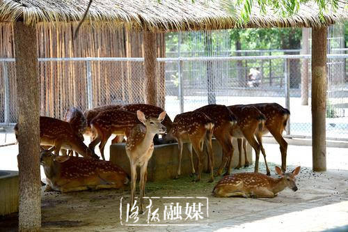 盛夏来袭看洛阳王城公园动物园的动物们如何花式降温