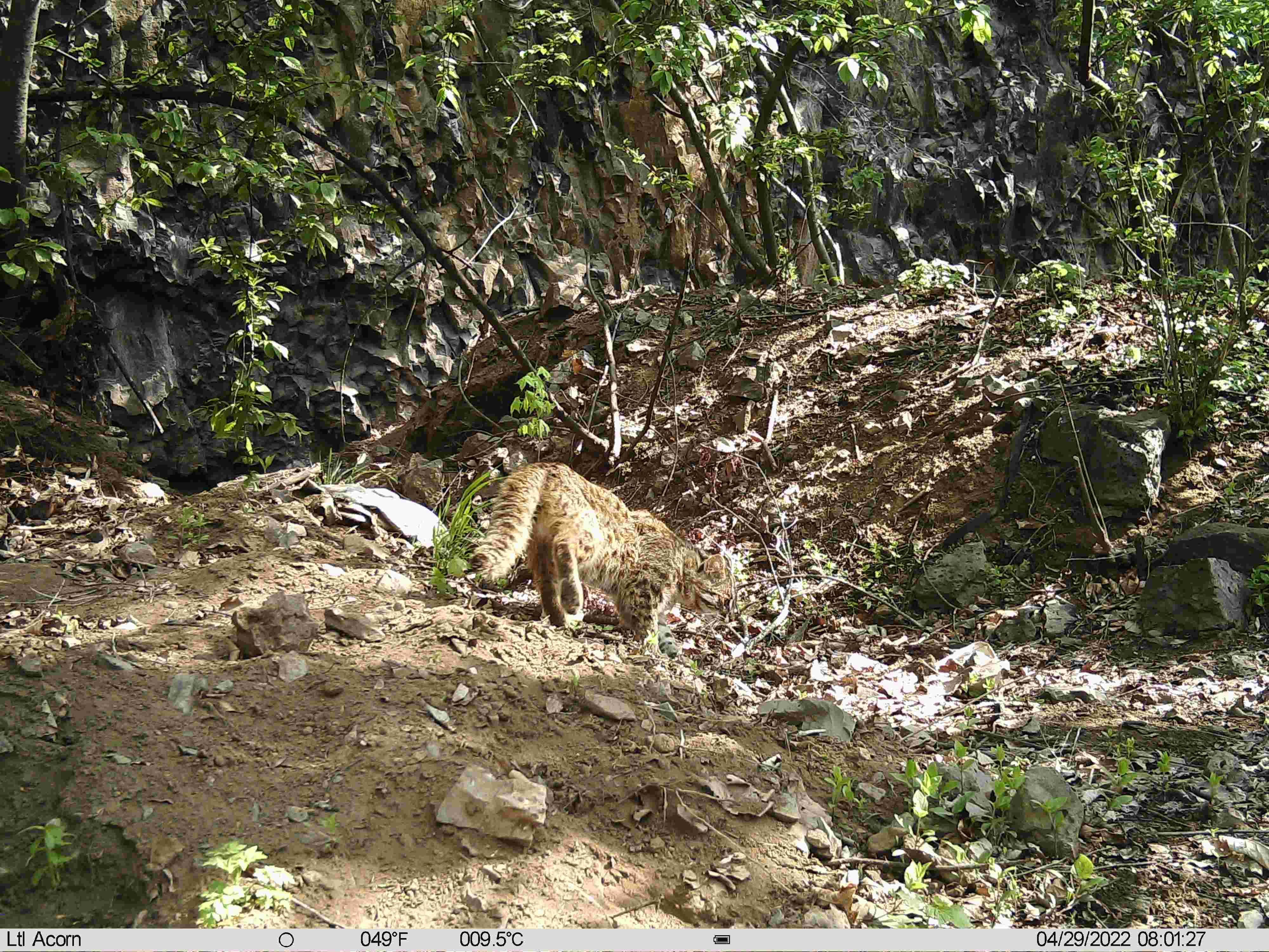 拍到了红石林区拍到豹猫和黄喉貂的影像资料