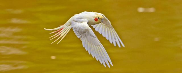 旋风鹦鹉的寿命最长是多少年它会说话吗