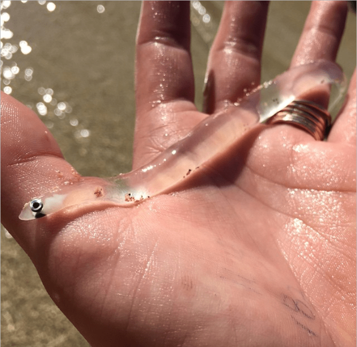 由于明显的原因,欧洲鳗鱼也被称为玻璃鳗.
