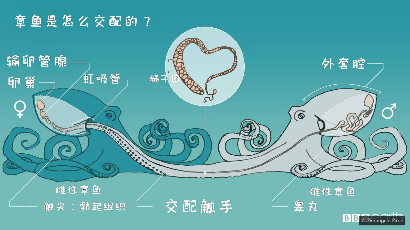 章鱼的身体结构示意图图片