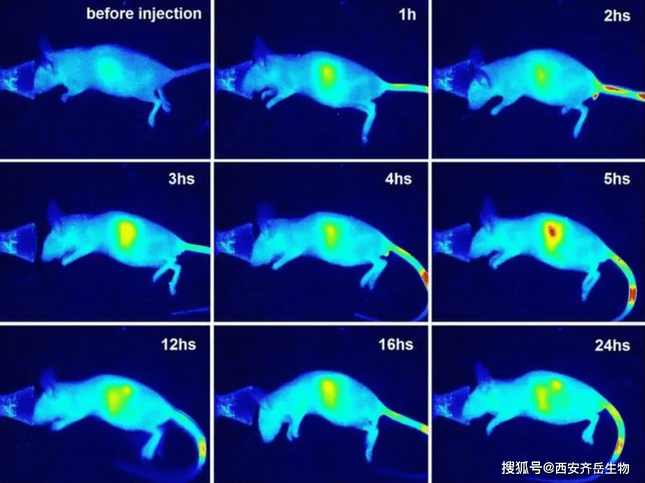 IRDye 800CW 红外染料IRDye 800CW Infrared Dyes_荧光_标记_成像