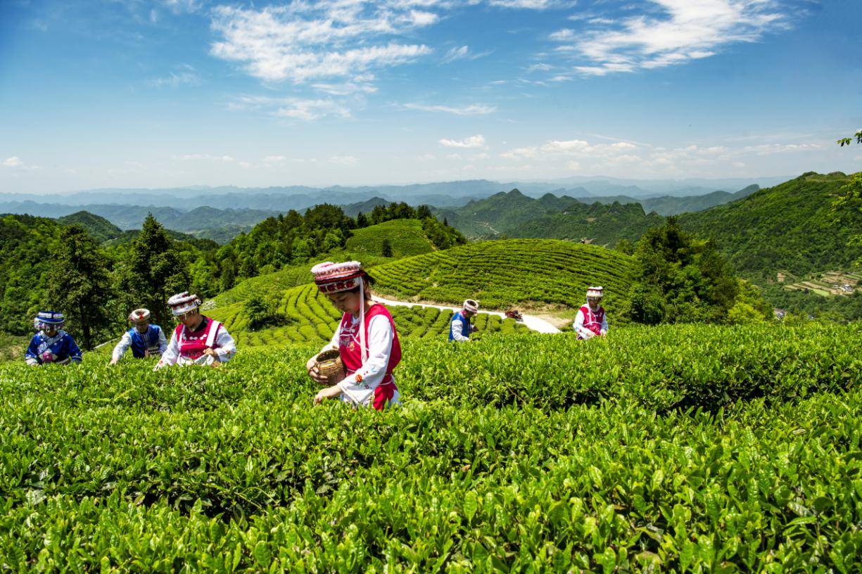 湖南桑植桑植白茶助力老区振兴