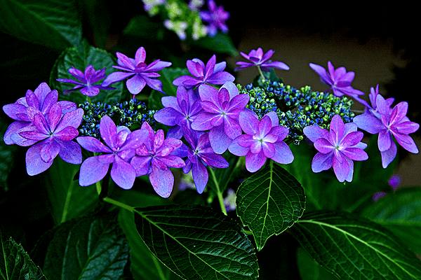 11月30日 10日 喜事不断 事事顺利 横财不断的4大生肖 生活 朋友 性格