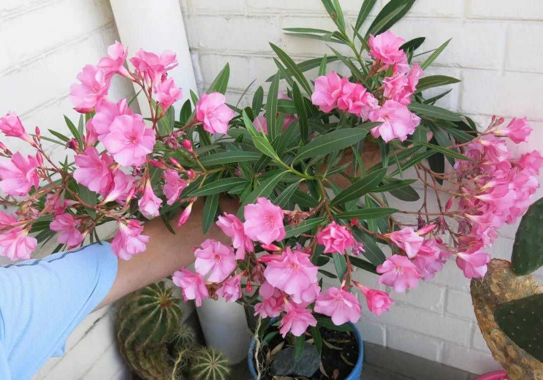 3種開花植物 花香濃郁 卻不知是 隱形殺手 家有的趕緊丟了 葉子更 含羞草 夾竹桃 Pdfmaterialsdownload 3種開花植物 花香濃郁 卻不知是 隱形殺手 家有的趕緊丟了 葉子更 含羞草 夾竹桃 Pdfmaterialsdownload