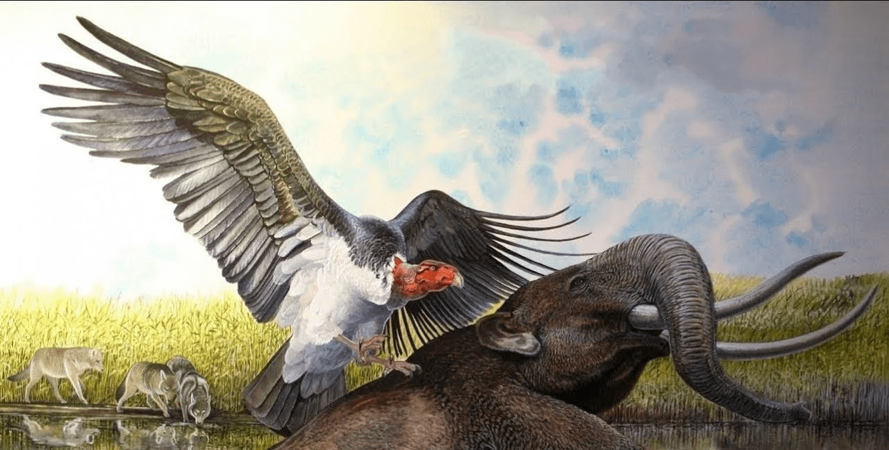 大图模式泰乐通鸟泰乐通鸟是畸鸟科已灭绝的一个种