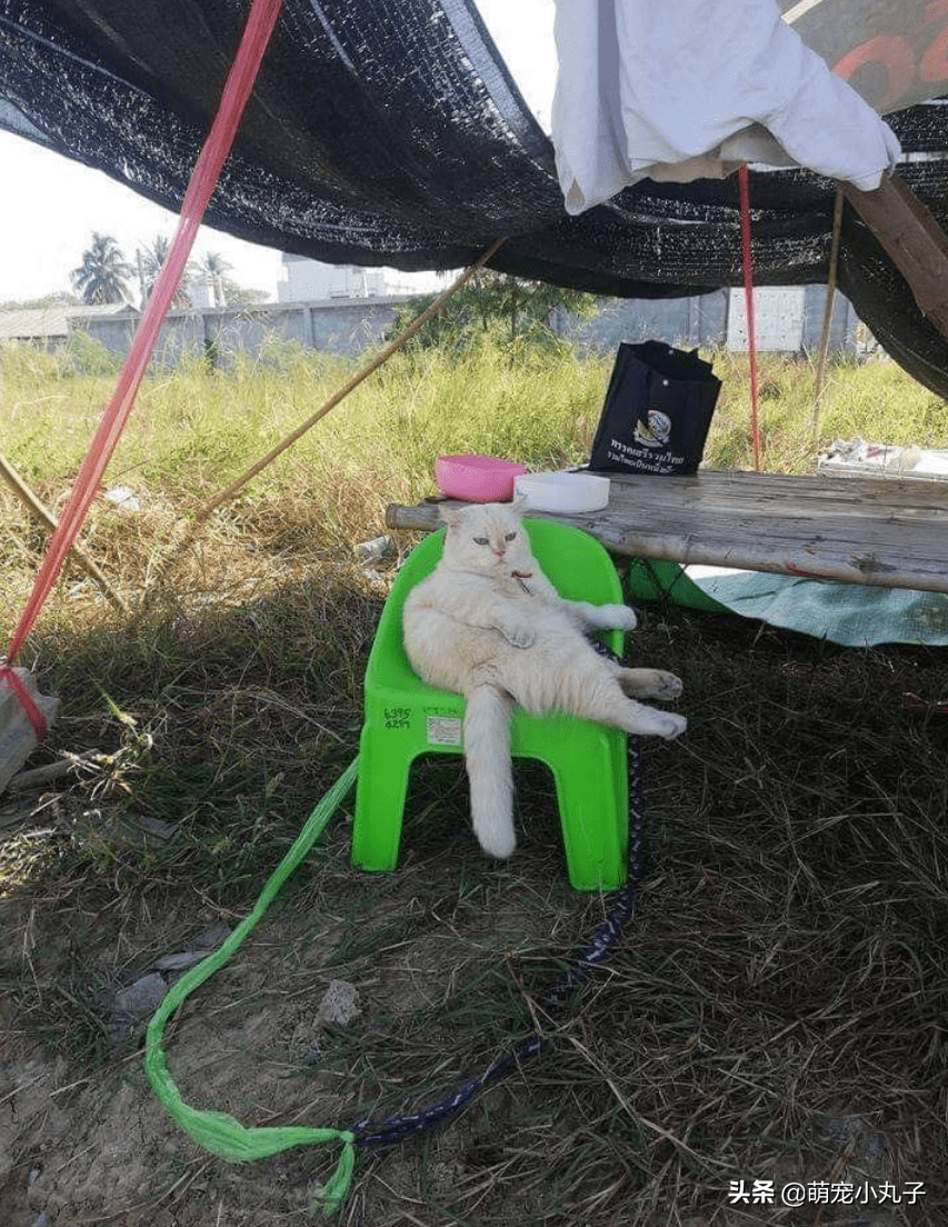 猫咪帮主人卖西瓜,犀利眼神把人笑翻:不买就不许走_工作_网友_瓜田
