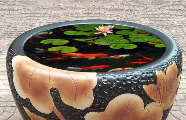 荷花缸里养鱼要换水吗？荷花缸里可以养哪些观赏鱼？_搜狐网